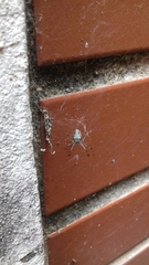 Nephilingis cruentata