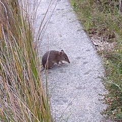 Isoodon obesulus obesulus