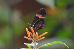 Heliconiini