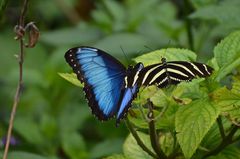 Morpho helenor narcissus