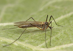 Tricyphona immaculata