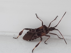 Leptoglossus occidentalis