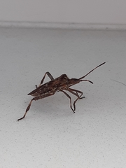 Leptoglossus occidentalis