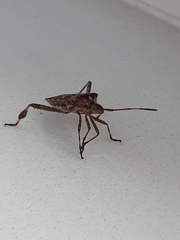 Leptoglossus occidentalis