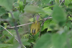 Phylloscopus whistleri