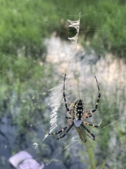 Argiope aurantia image