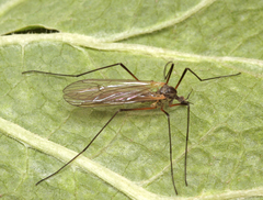 Tricyphona immaculata