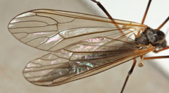 Tricyphona immaculata