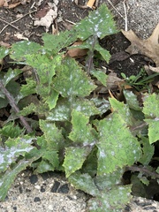 Golovinomyces sonchicola