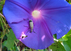 Epicauta funesta