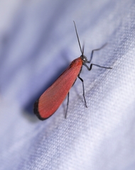 Lycomorpha regulus