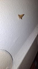 Lepidoptera
