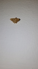 Lepidoptera