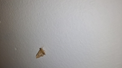 Lepidoptera