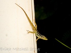 Anolis roquet salinei