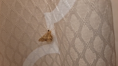 Lepidoptera