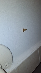 Lepidoptera
