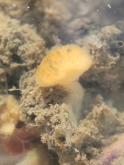 Distaplia occidentalis