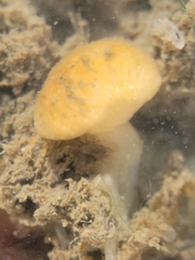 Distaplia occidentalis