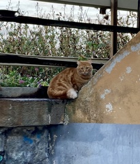 Felis catus