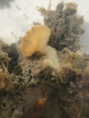 Distaplia occidentalis