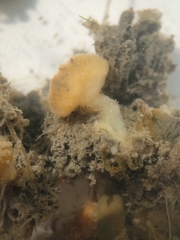 Distaplia occidentalis