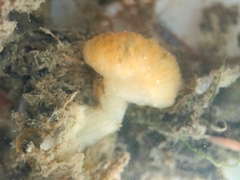 Distaplia occidentalis