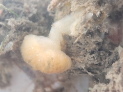 Distaplia occidentalis