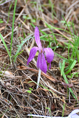 Colchicum bivonae