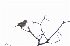 Haemorhous mexicanus