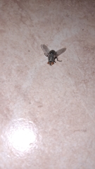 Brachycera