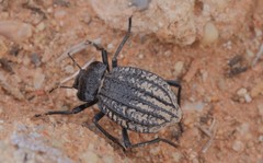 Philolithus sordidus