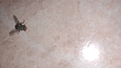 Brachycera