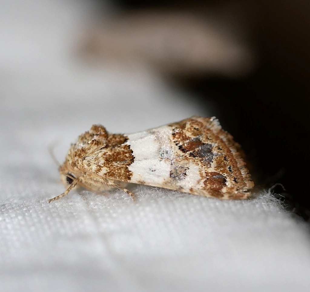 Schinia albafascia