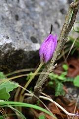 Colchicum bivonae