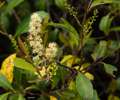 Prunus subcoriacea