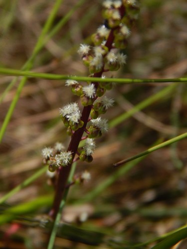 Triglochin bulbosa (Triglochin bulbosa)