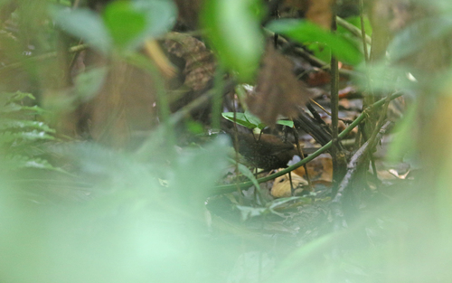 Rusty-belted Tapaculo (Liosceles thoracicus), photo 6