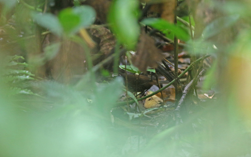 Rusty-belted Tapaculo (Liosceles thoracicus), photo 2