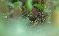 Liosceles thoracicus