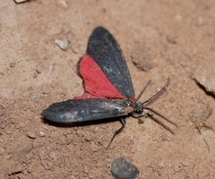 Lycomorpha splendens