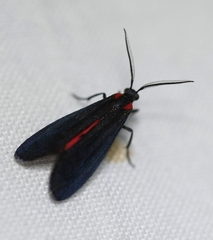 Lycomorpha splendens