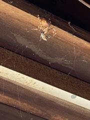 Araneidae