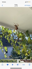 Araneidae