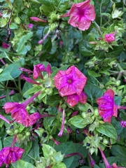 Mirabilis jalapa