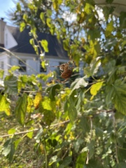 Araneidae