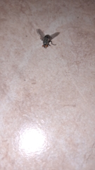 Brachycera