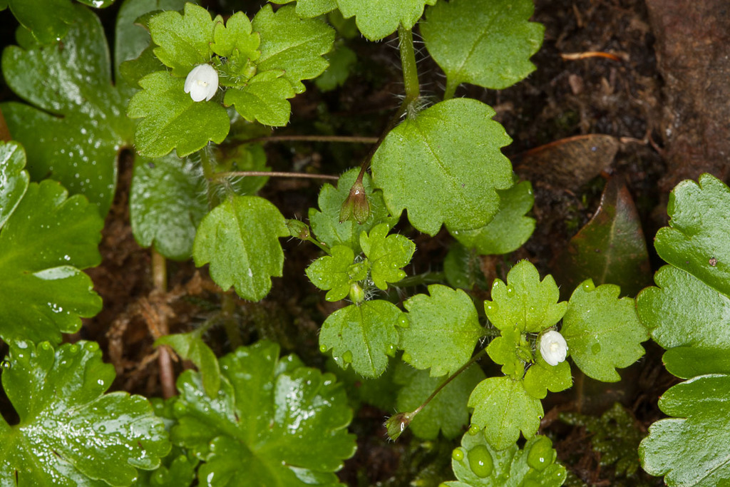 Veronica panormitana
