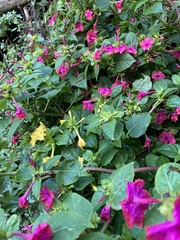 Mirabilis jalapa