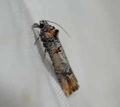 Eucosma bucephaloides